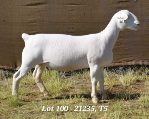 1X WHITE DORPER OOI/EWE T5 HARDUS KORB