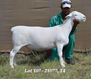 1X WHITE DORPER OOI/EWE STUD HARDUS KORB