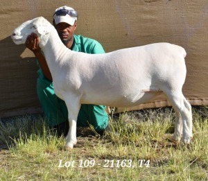 1X WHITE DORPER OOI/EWE STUD HARDUS KORB