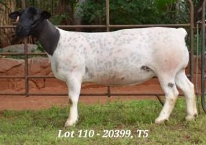 1X DORPER OOI/EWE T5 JANNIE VISAGIE