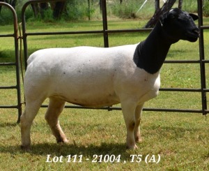 1X DORPER OOI/EWE T5 JANNIE VISAGIE