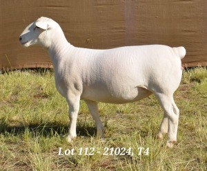 1X WHITE DORPER OOI/EWE STUD HARDUS KORB