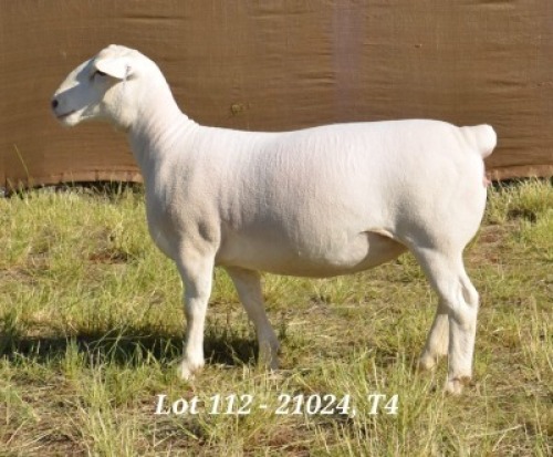 1X WHITE DORPER OOI/EWE STUD HARDUS KORB
