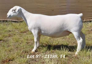 1X WHITE DORPER OOI/EWE STUD HARDUS KORB