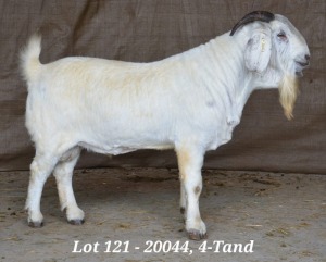 1X SAVANNA RAM STUD HARDUS & GERDUS KORB