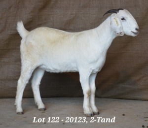 WITHDRAW - 1X SAVANNA OOI/EWE HARDUS & GERDUS KORB