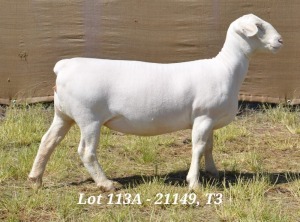 1X WHITE DORPER OOI/EWE FLOCK HARDUS KORB