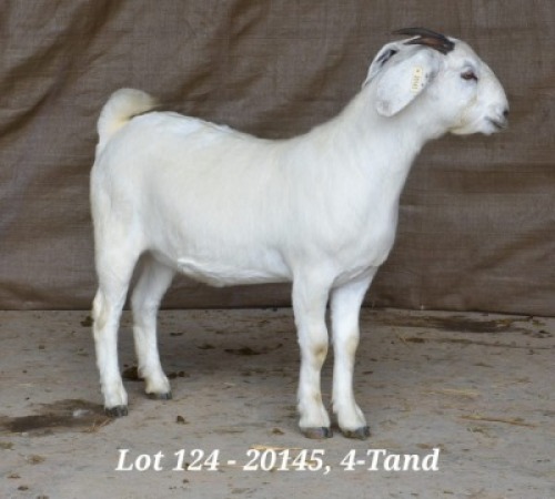 1X SAVANNA OOI/EWE STUD HARDUS & GERDUS KORB