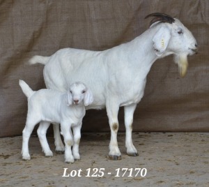 WITHDRAW - 1+1X SAVANNA OOI/EWE HARDUS & GERDUS KORB