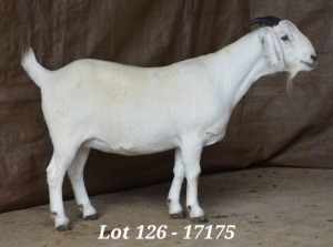 WITHDRAW - 1X SAVANNA OOI/EWE HARDUS & GERDUS KORB