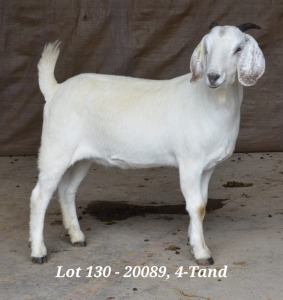 1X SAVANNA OOI/EWE FLOCK HARDUS & GERDUS KORB