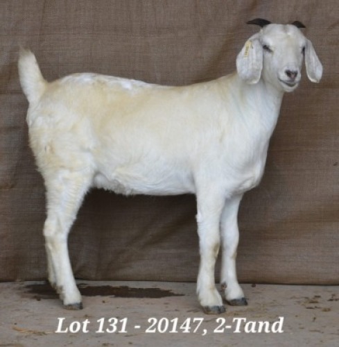 1X SAVANNA OOI/EWE FLOCK HARDUS & GERDUS KORB