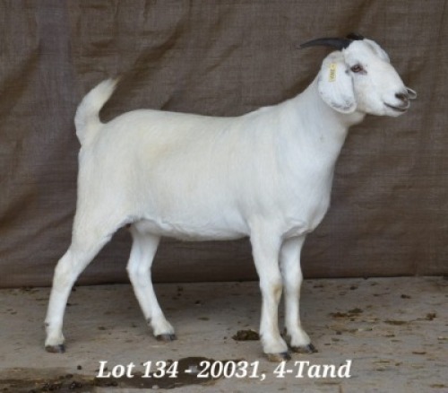 WITHDRAW - 1X SAVANNA OOI/EWE HARDUS & GERDUS KORB