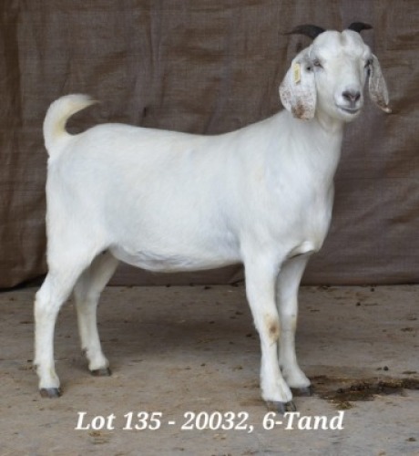 1X SAVANNA OOI/EWE FLOCK HARDUS & GERDUS KORB