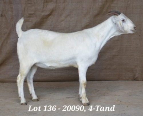 1X SAVANNA OOI/EWE FLOCK HARDUS & GERDUS KORB