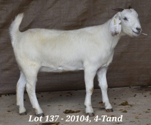 1X SAVANNA OOI/EWE FLOCK HARDUS & GERDUS KORB