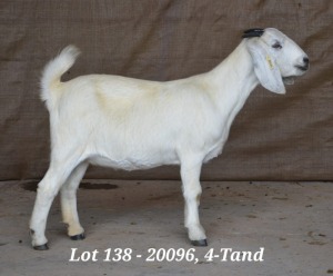 1X SAVANNA OOI/EWE FLOCK HARDUS & GERDUS KORB