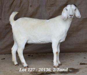 WITHDRAW - 1X SAVANNA OOI/EWE HARDUS & GERDUS KORB