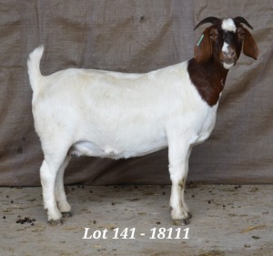 1X BOER GOAT OOI/EWE STUD HARDUS KORB