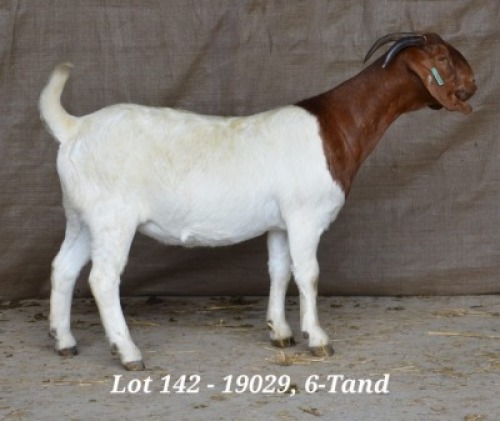 1X BOER GOAT OOI/EWE STUD HARDUS KORB