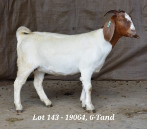 1X BOER GOAT OOI/EWE FLOCK HARDUS KORB