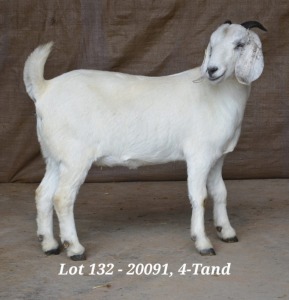 1X SAVANNA OOI/EWE STUD HARDUS & GERDUS KORB