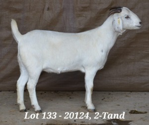 WITHDRAW - 1X SAVANNA OOI/EWE HARDUS & GERDUS KORB