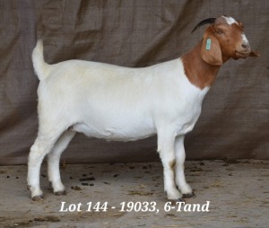 1X BOER GOAT OOI/EWE STUD HARDUS KORB