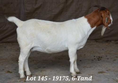 1X BOER GOAT OOI/EWE FLOCK HARDUS KORB