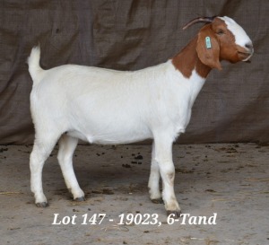 1X BOER GOAT OOI/EWE STUD HARDUS KORB