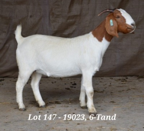 1X BOER GOAT OOI/EWE STUD HARDUS KORB