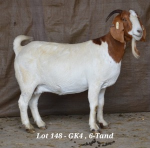 1X BOER GOAT OOI/EWE HARDUS KORB