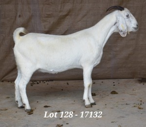 1X SAVANNA OOI/EWE FLOCK HARDUS & GERDUS KORB