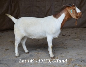 1X BOER GOAT OOI/EWE STUD HARDUS KORB