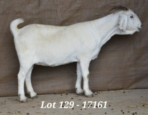 WITHDRAW - 1X SAVANNA OOI/EWE HARDUS & GERDUS KORB