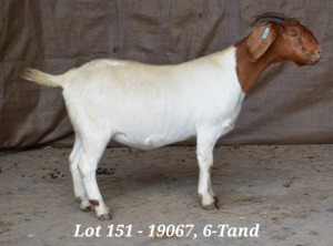 1X BOER GOAT OOI/EWE FLOCK HARDUS KORB