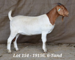 1X BOER GOAT OOI/EWE FLOCK HARDUS KORB