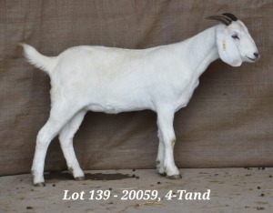 1X SAVANNA OOI/EWE FLOCK HARDUS & GERDUS KORB