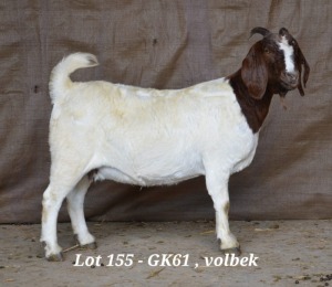 WITHDRAW - 1X BOER GOAT OOI/EWE HARDUS KORB