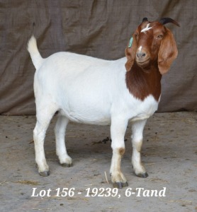 1X BOER GOAT OOI/EWE FLOCK HARDUS KORB