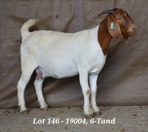 1X BOER GOAT OOI/EWE FLOCK HARDUS KORB