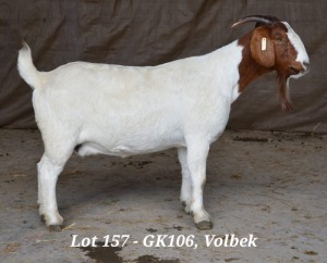 1X BOER GOAT OOI/EWE STUD HARDUS KORB