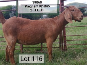 LOT 116 1X OOI/EWE Dhidejak Kalahari Reds STUD PREGNANT