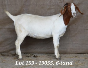 1X BOER GOAT OOI/EWE STUD HARDUS KORB