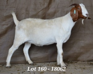 1X BOER GOAT OOI/EWE FLOCK HARDUS KORB