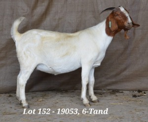 1X BOER GOAT OOI/EWE FLOCK HARDUS KORB