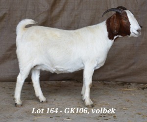 1X BOER GOAT OOI/EWE FLOCK HARDUS KORB