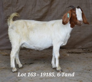 1X BOER GOAT OOI/EWE HARDUS KORB