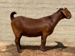 LOT 102 1X OOI/EWE Fielie du Toit Stoet STUD PREGNANT