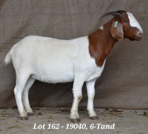 1X BOER GOAT OOI/EWE FLOCK HARDUS KORB